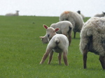 FZ004629 Little lamb looking behind.jpg